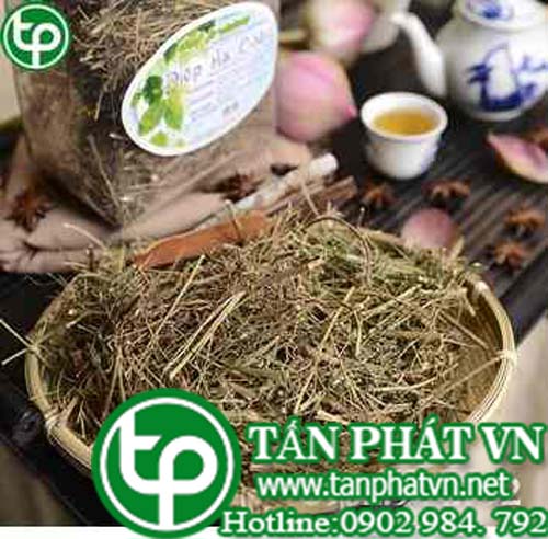 địa chỉ bán diệp hạ châu tại quận 5 trị mụn nhọt